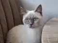 7 Aylık British Shorthair Dişi Kedi