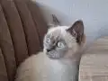 7 Aylık British Shorthair Dişi Kedi