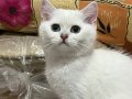 British Shorthair Acil Yuva