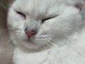 British Shorthair Acil Yuva