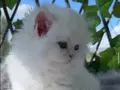 British Longhair Ny12