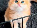 British Longhair Ny12