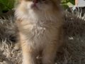 British Longhair Ny12