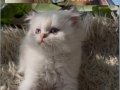 British Longhair Ny12