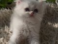 British Longhair Ny12