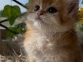 British Longhair Ny12