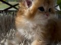 British Longhair Ny12