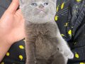 Gri British Shorthair Erkek Yavru 