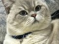 1 Yaşında British Shorthair 