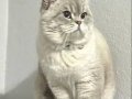 1 Yaşında British Shorthair 