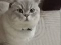 1 Yaşında British Shorthair 