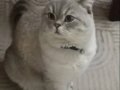 1 Yaşında British Shorthair 