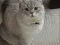 1 Yaşında British Shorthair 