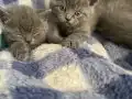 45 Günlük British Shorthair Yavruları