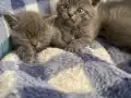 45 Günlük British Shorthair Yavruları