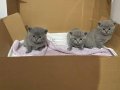 45 Günlük British Shorthair Yavruları