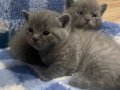 45 Günlük British Shorthair Yavruları