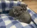 45 Günlük British Shorthair Yavruları