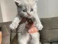 British shorthair scottish shorthair erkek dişi karışık