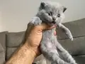 British shorthair scottish shorthair erkek dişi karışık