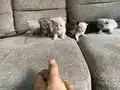 British shorthair scottish shorthair erkek dişi karışık