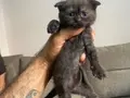 British shorthair scottish shorthair erkek dişi karışık