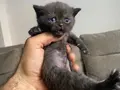 British shorthair scottish shorthair erkek dişi karışık
