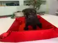 1.5 aylık dişi scottish fold 