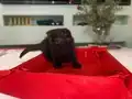 1.5 aylık dişi scottish fold 