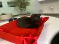 1.5 aylık dişi scottish fold 