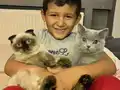 1.5 aylık dişi scottish fold 