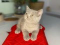 2 aylık erkek tuvalet eğitimli British shorthair