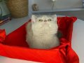 2 aylık erkek tuvalet eğitimli British shorthair