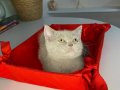 2 aylık erkek tuvalet eğitimli British shorthair