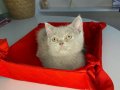 2 aylık erkek tuvalet eğitimli British shorthair