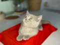 2 aylık erkek tuvalet eğitimli British shorthair