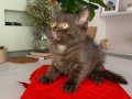 2 aylık erkek tuvalet eğitimli british shorthair