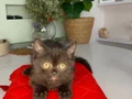 2 aylık erkek tuvalet eğitimli british shorthair