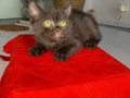 2 aylık erkek tuvalet eğitimli british shorthair