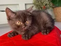 2 aylık erkek tuvalet eğitimli british shorthair