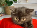 2 aylık erkek tuvalet eğitimli british shorthair