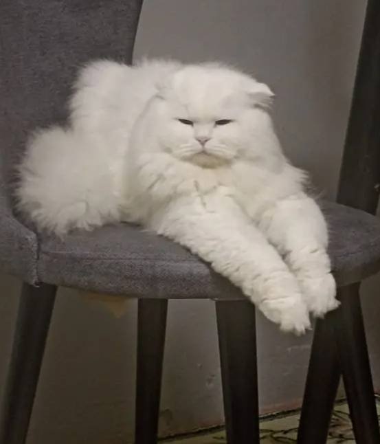 1 Yaşında Erkek Scottish Fold