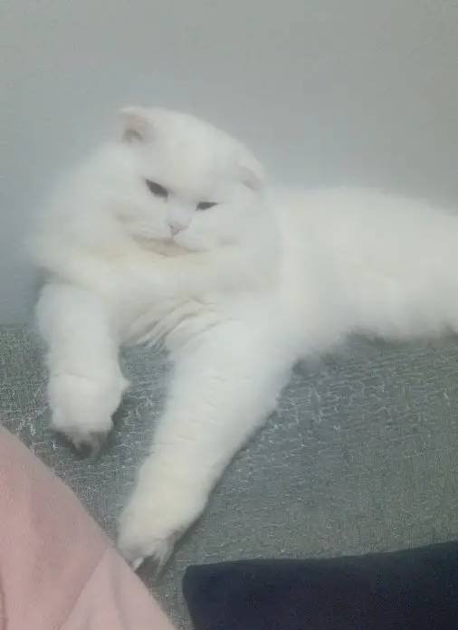 1 Yaşında Erkek Scottish Fold