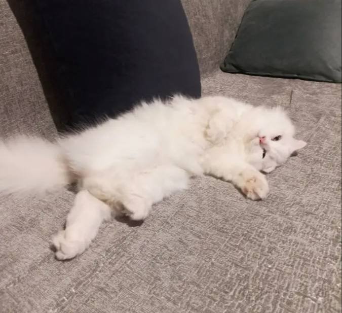 1 Yaşında Erkek Scottish Fold