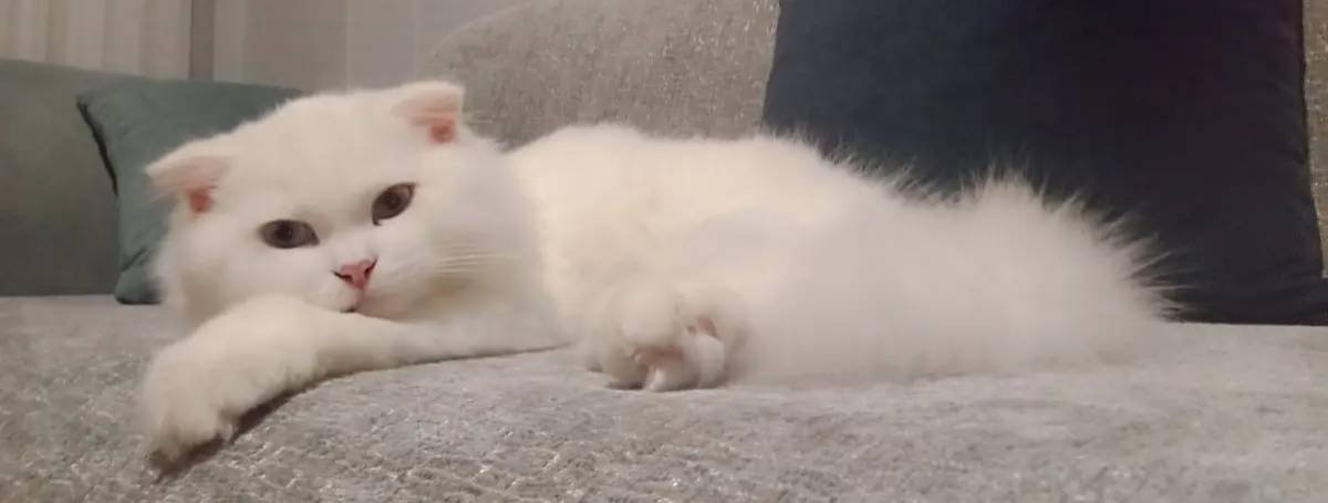 1 Yaşında Erkek Scottish Fold