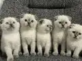 Mükemmel ev arkadaşı scottish fold yavrularımız
