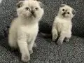Mükemmel ev arkadaşı scottish fold yavrularımız