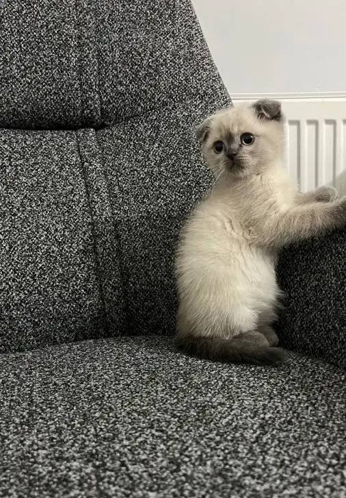 Mükemmel ev arkadaşı scottish fold yavrularımız