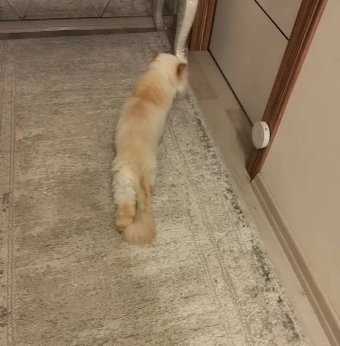 Evleneceğim için üzülerek yeni ailesine vereceğim