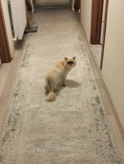 Evleneceğim için üzülerek yeni ailesine vereceğim
